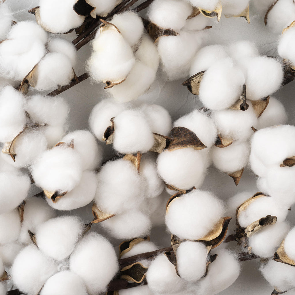 Organic Cotton vs Regular Cotton: What Is The Difference?